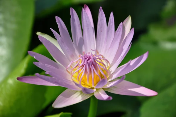 Квітка Лілії Лотоса Флора Ставка — стокове фото