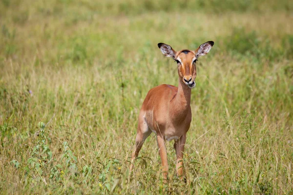 Antilope Impala Nella Savana Parco Kruger — Foto Stock