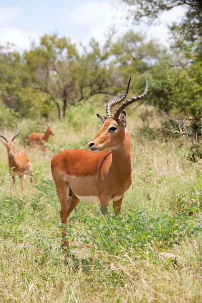 Impala Antilopa Savaně Kruger Park — Stock fotografie