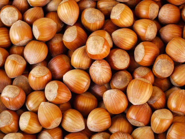 Nocciole Alimenti Vegetali Raccolta — Foto Stock