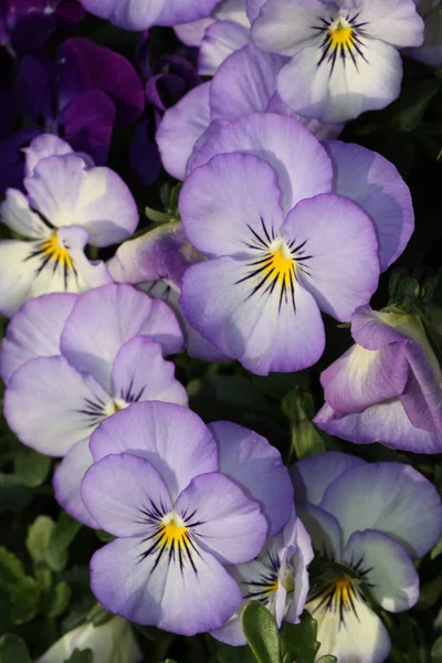 美しい花 花のコンセプトの背景 — ストック写真