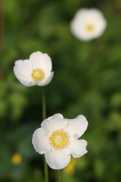 Doğal Japon Şakayık Çiçeğinin Güzel Manzarası — Stok fotoğraf
