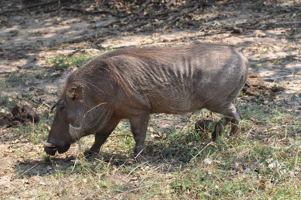 Wrattenzwijn Het Chobe National Park — Stockfoto