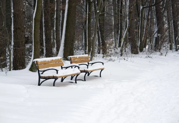 Dois Bancos Madeira Cobertos Neve Perto Uma Floresta Inverno — Fotografia de Stock