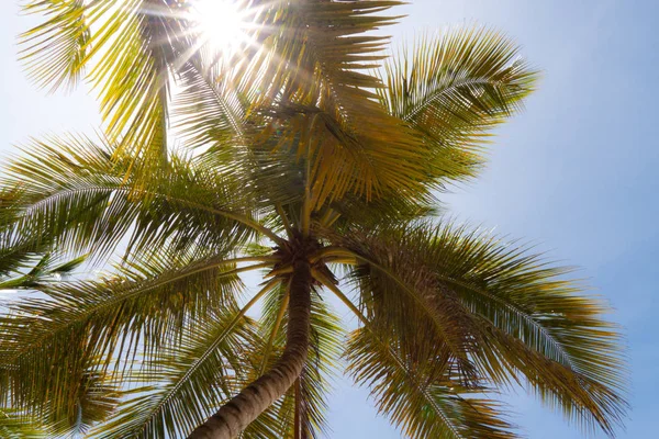 Mavi Gökyüzünün Önündeki Palmiye Ağaçlarının Arasından Gün Işığı — Stok fotoğraf