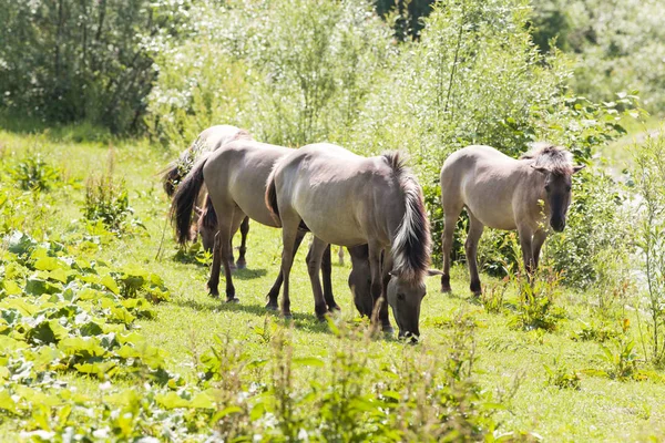 Chevaux Plein Air Animaux Pâturage — Photo