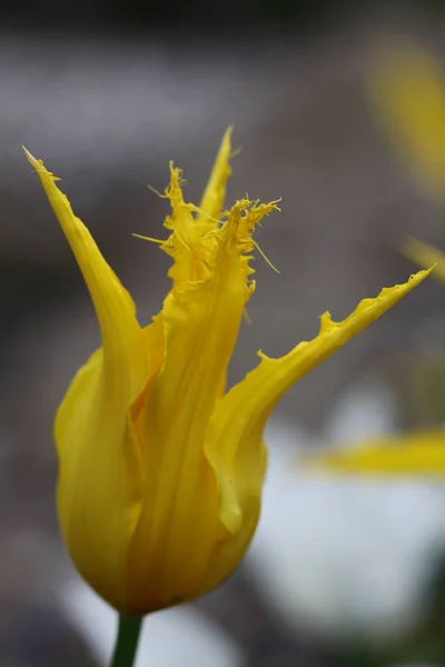 Vue Panoramique Belles Fleurs Tulipes — Photo