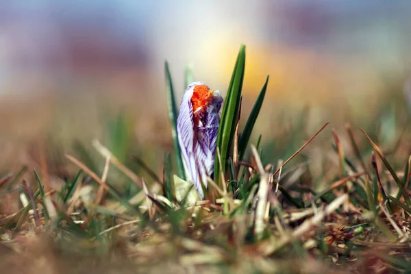 Spring Crocuses Flora Petals — Stock Photo, Image