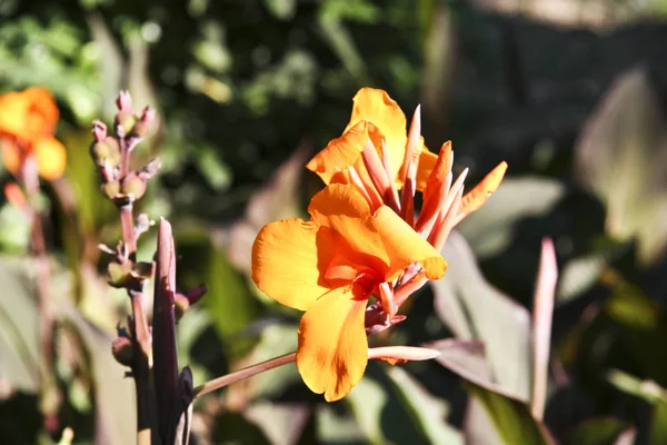 Flores Diferentes Enfoque Selectivo — Foto de Stock