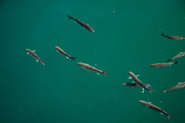 Carta Parati Tema Marino Scatto Luce Del Giorno — Foto Stock