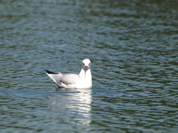 Pittoresker Vogel Themenschuss — Stockfoto