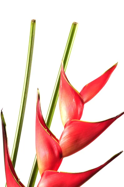 Kırmızı Yapraklı Istakoz Pençeli Heliconia Tropikal Çiçeği — Stok fotoğraf