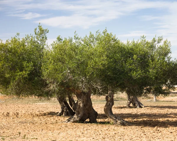 Old olive trees in olive orchard, Djerba, Tunisia, Africa