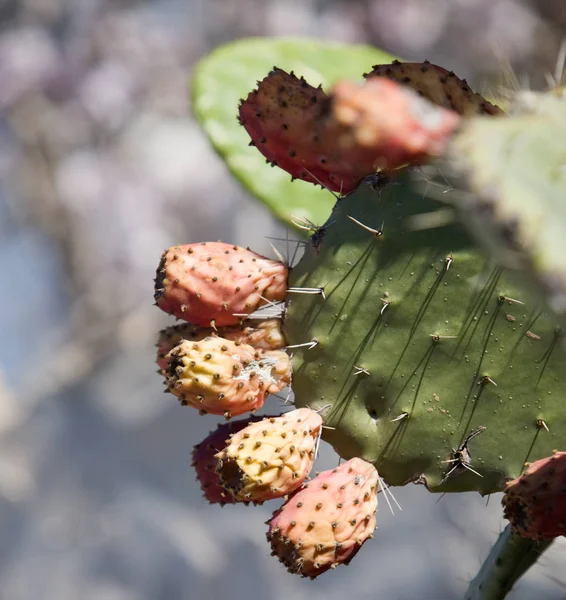 Opuntia Tüskéskörte Gyümölcs Közelsége — Stock Fotó