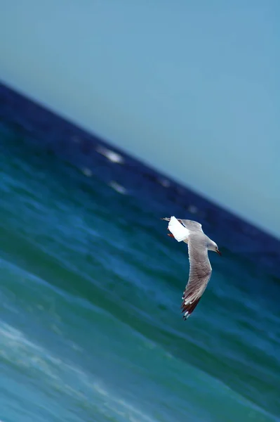 Gaivota Voadora Água Oceano Fundo Foto Tirada Sydney — Fotografia de Stock