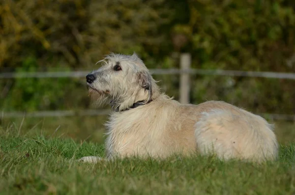 Ritratto Cane Carino — Foto Stock