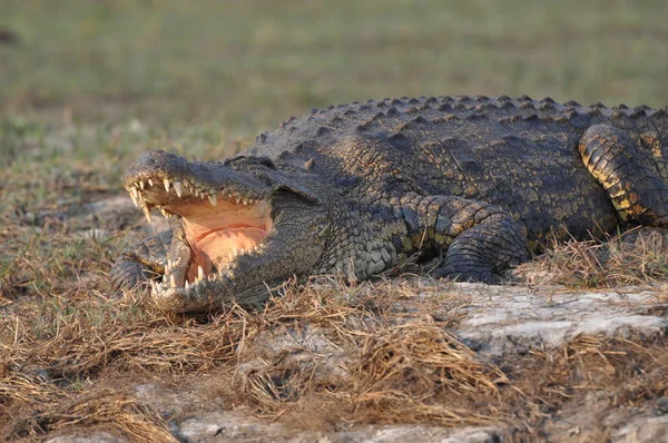 Krokodil Chobe Nationalpark — Stockfoto