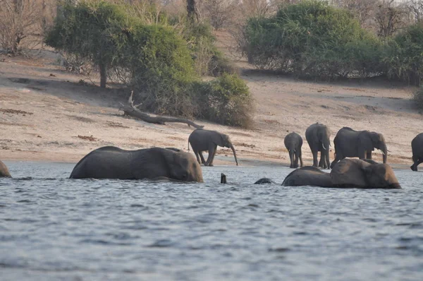 Elefanti Nel Parco Nazionale Del Chobe Zimbabwe — Foto Stock