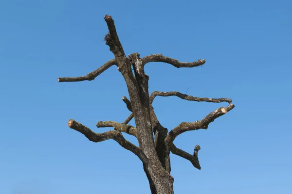 Boom Natuur Plant Flora — Stockfoto