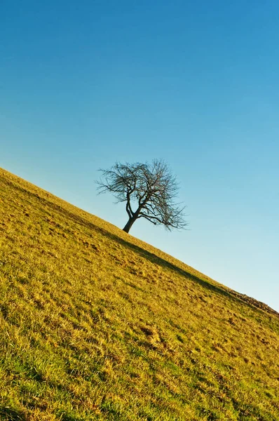 Árvore Solitária Campo — Fotografia de Stock