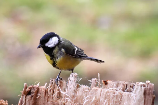 Malerische Ansicht Der Schönen Meise Vogel — Stockfoto