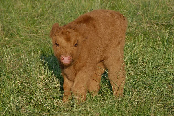 Domestic Livestock Farm Pasture — Stock Photo, Image