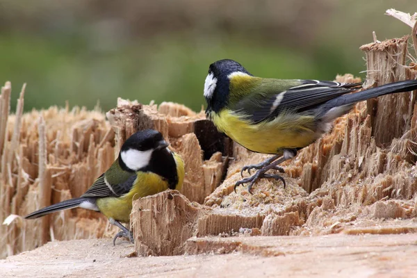 Malerische Ansicht Der Schönen Meise Vogel — Stockfoto