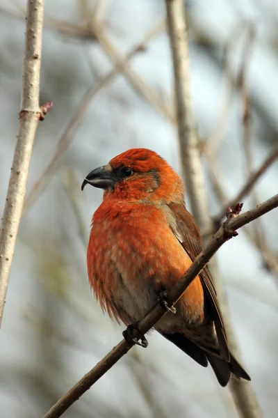 Pemandangan Indah Burung Alam — Stok Foto