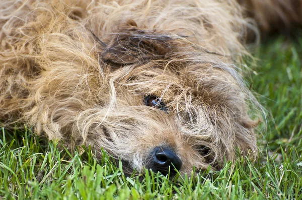 Portret Van Een Schattige Hond — Stockfoto