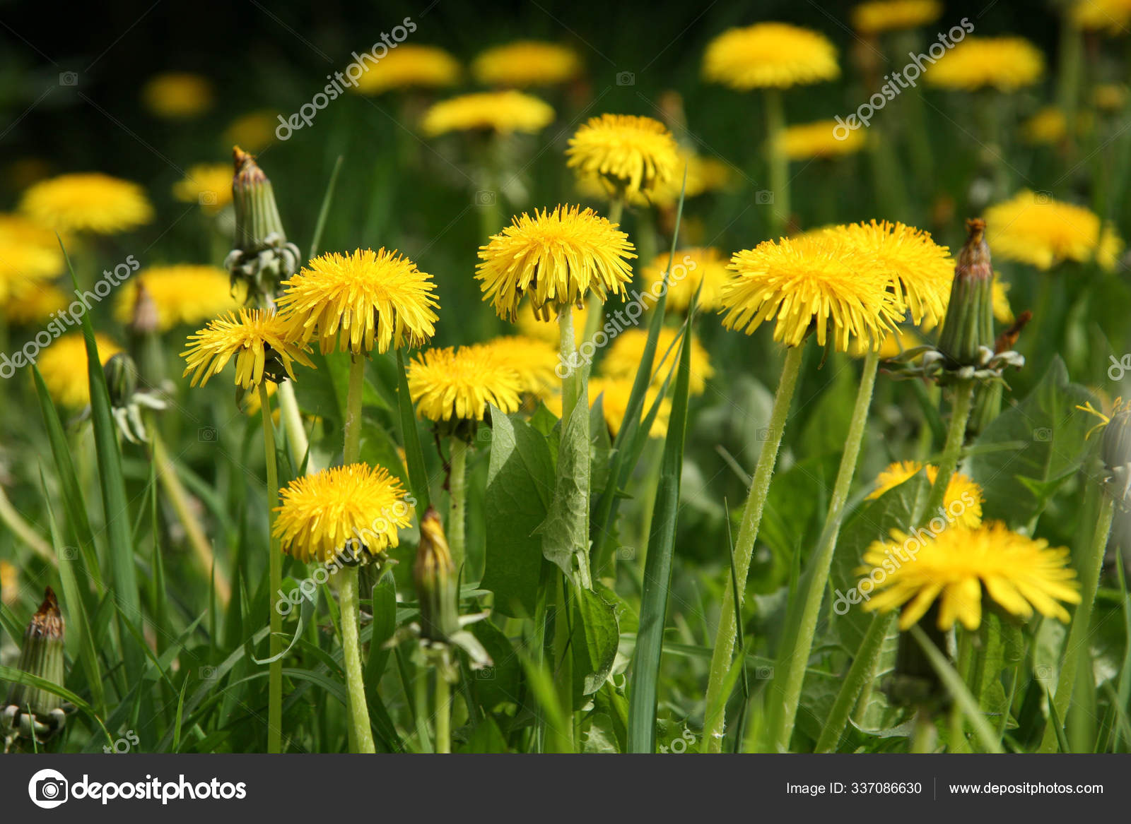 Flores Diente León Amarillo Hierba Verde Foto Primavera — Foto de stock  #337086630 © PantherMediaSeller, image size:1600x1167