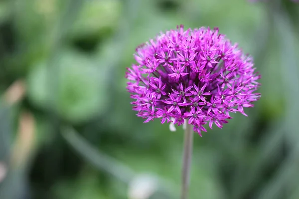 Flor Alium Flora Botânica — Fotografia de Stock