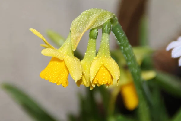 Narcyz Wiosenne Płatki Kwiatów Flora — Zdjęcie stockowe