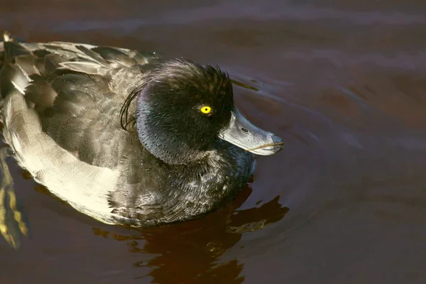 Oiseau Baignade Concept Sauvagerie — Photo