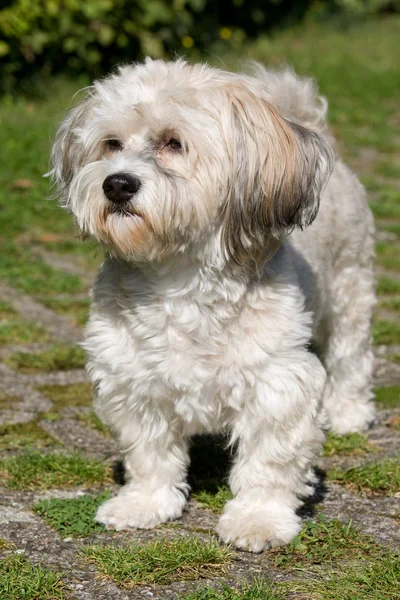 Portrait Cute Dog — Stock Photo, Image