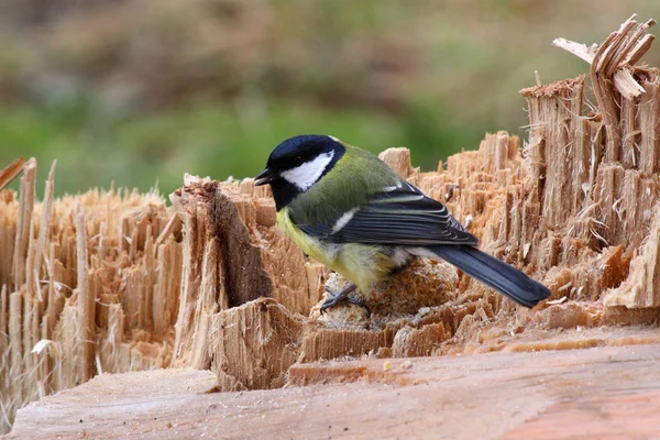 Vogelthema Malerischer Schuss — Stockfoto