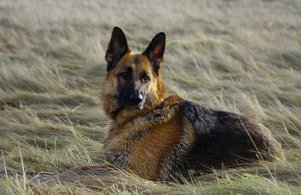 Portret Van Een Schattige Hond — Stockfoto