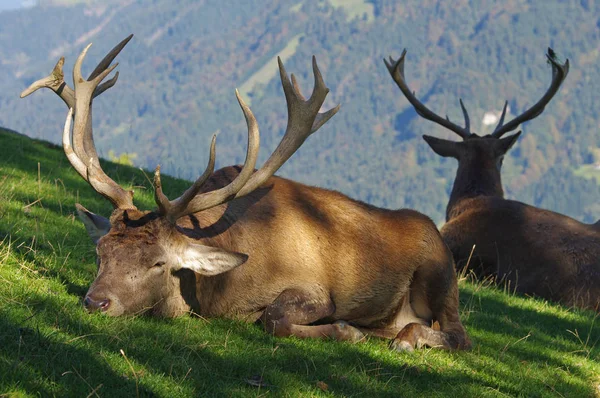 Naturfauna Och Vilda Djur Rådjur — Stockfoto