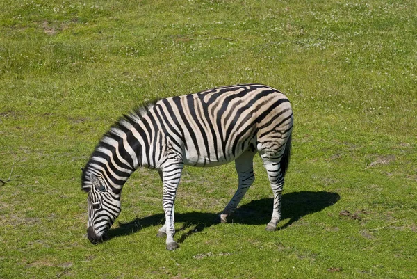 Gestreept Zebra Dier Zoogdier — Stockfoto