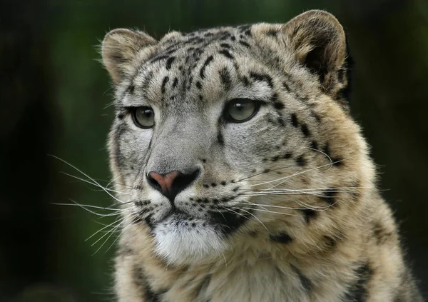 Leopardo Nieve Depredador Animal Gato —  Fotos de Stock