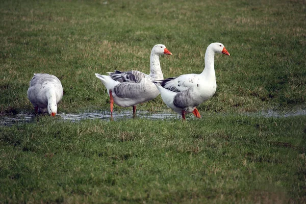 Vacker Utsikt Över Jul Semester — Stockfoto