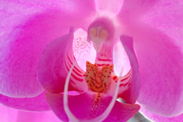 Természetes Orchidea Virág Virágzás Növény — Stock Fotó