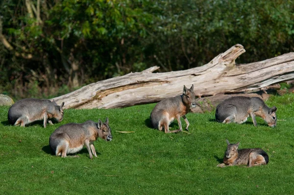 Schattig Konijn Close Schot — Stockfoto