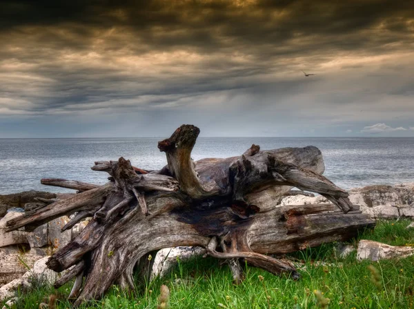 Eine Beeindruckende Baumwurzel Der Kroatischen Küste — Stockfoto