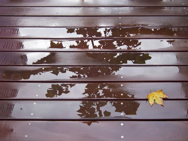 Dry Leaf Wood Flooring Wet — Stock Photo, Image