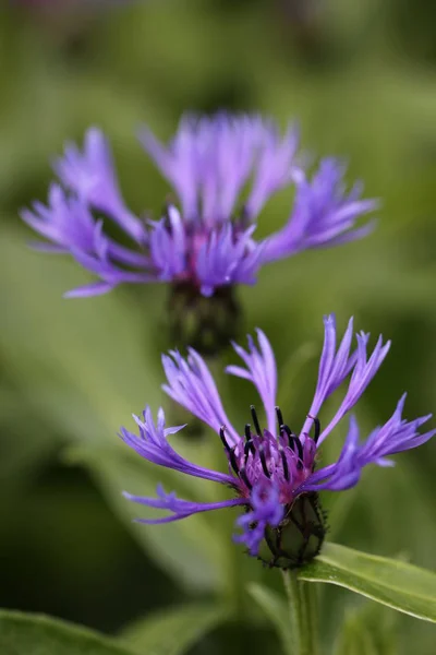 Centaurea Montana Centaurea Montana — Foto de Stock