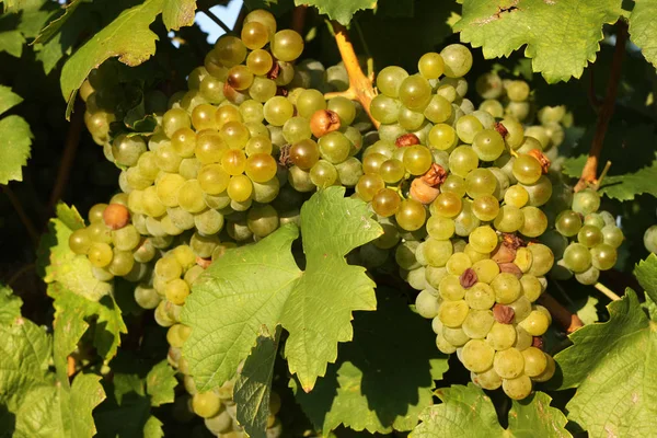 Weinberge Bewirtschaften Rebstöcke — Stockfoto