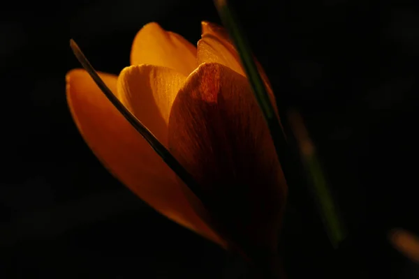 Vue Panoramique Belles Fleurs — Photo