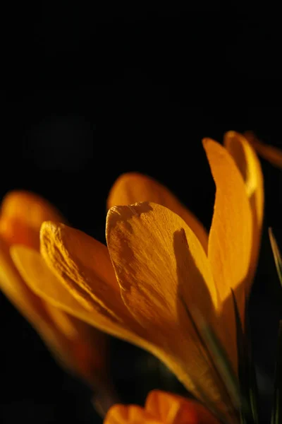 Flores Diferentes Foco Seletivo — Fotografia de Stock