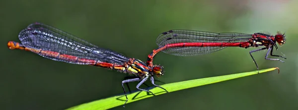 Odonata Λιβελούλα Στη Χλωρίδα Της Φύσης — Φωτογραφία Αρχείου