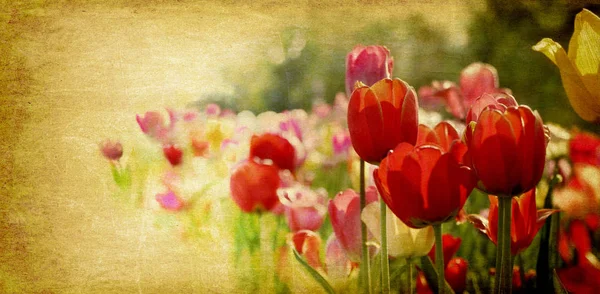 Tulip Flowers Flora Bloom — Stock Photo, Image